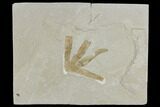 Fossil Fern Leaf (Lygodium) - Green River Formation, Utah #117994-1